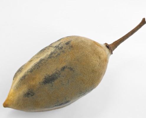Frutto del baobab (Adansonia digitata)