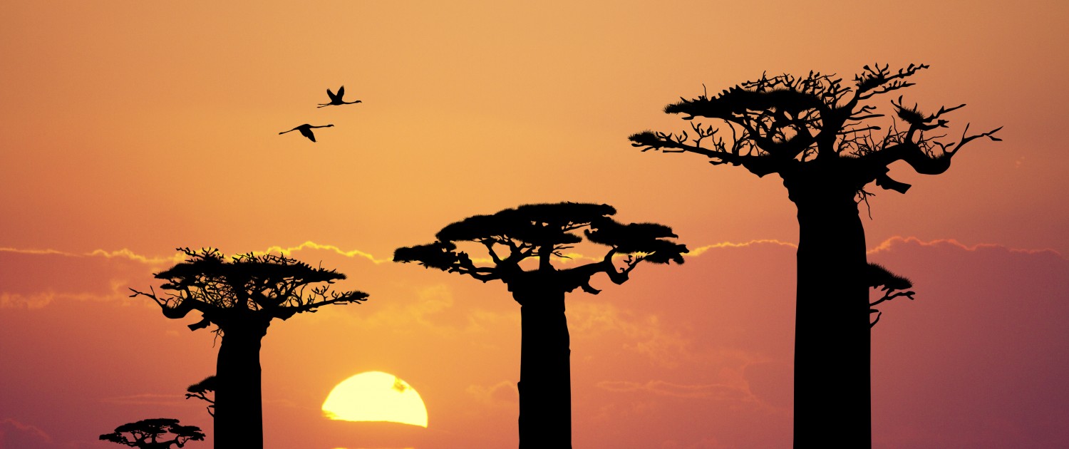 baobab silhouette at sunset