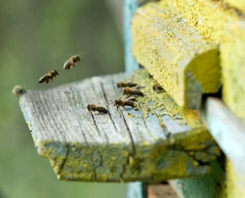 bees