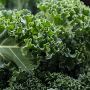 A healthy fresh curly kale