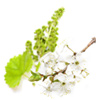 fruit-stem-cells