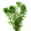 organic-algae-extract