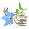 organic-borage-seed