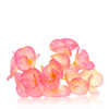 organic-candelilla