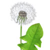 organic-dandelion-leaf