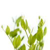 organic-jojoba