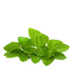 organic-lemon-balm-leaf