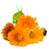 organic-marigold