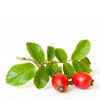 organic-rosehip