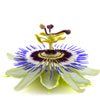 passiflora-incarnata