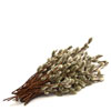 willow-bark