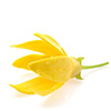 ylang-ylang
