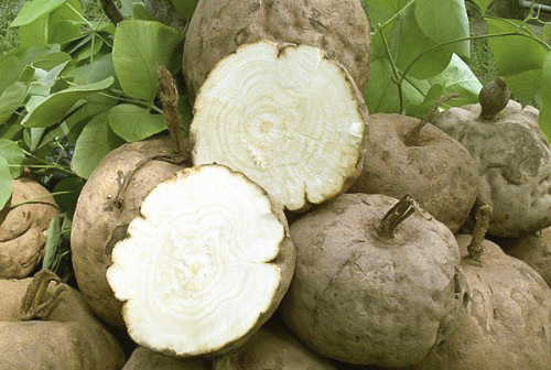 Pueraria Mirifica