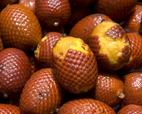 Aguaje or Moriche palm fruit mauritia