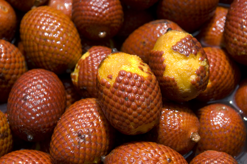 Aguaje or Moriche palm fruit mauritia