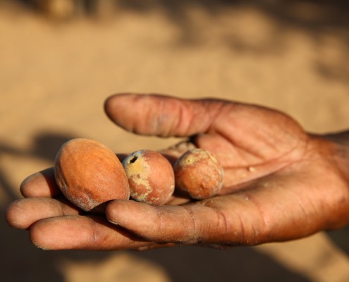 BM_Marula Fruit. Namibia_58129647