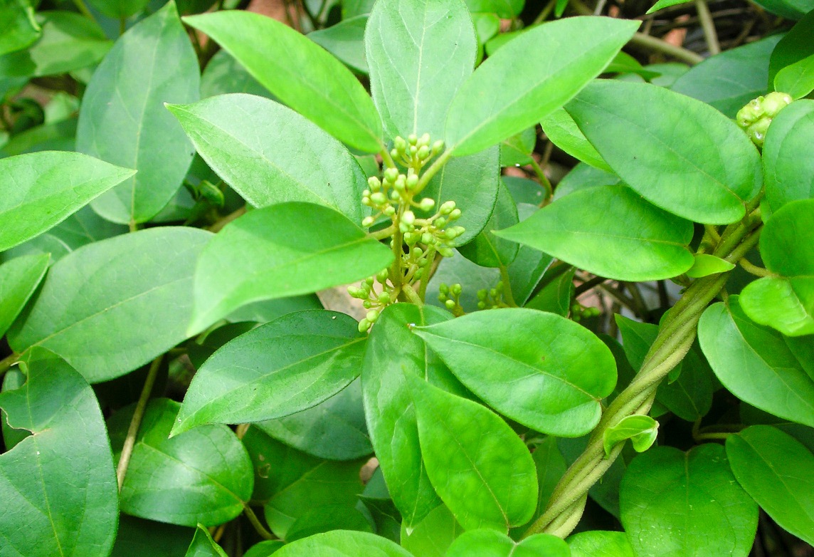 BM_Gymnema sylvestre