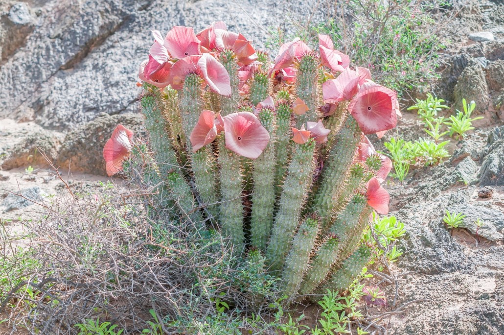 BM_Hoodia in flower_97661377