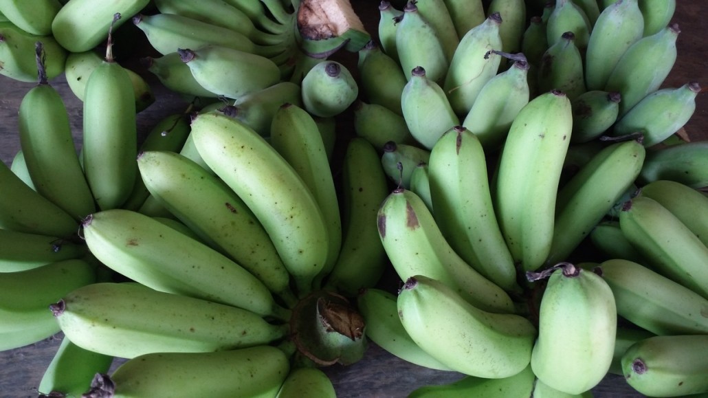 BM_Green banana nature_95159920