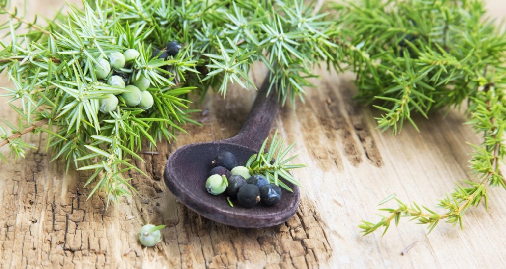 BM_Juniper Fruits and Branch_93321065