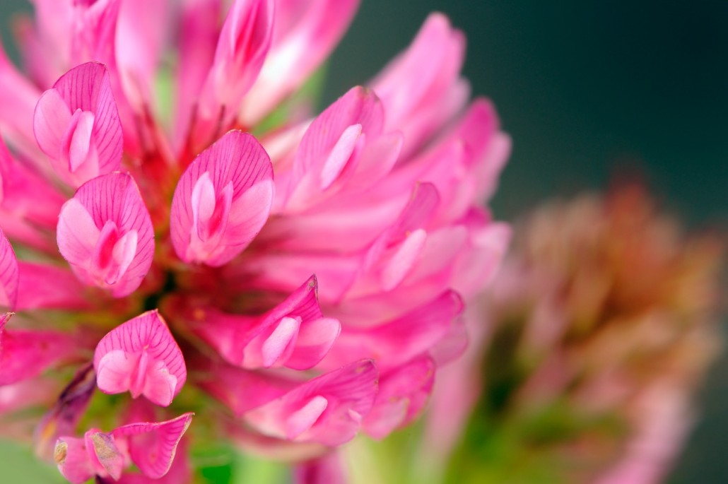 BM_Red Clover Flower Macro_68646199