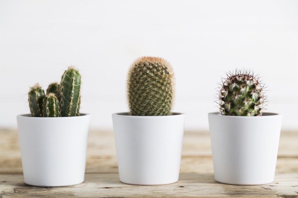 BM_Three cactus plants_110567275