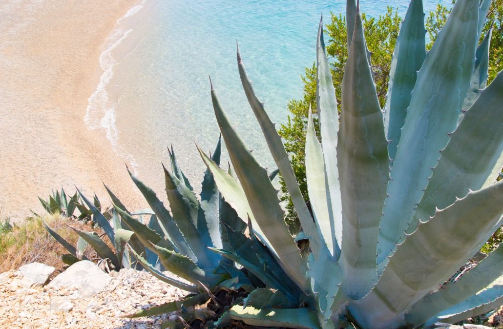 bm_coastline-with-exotic-vegetation_94062370