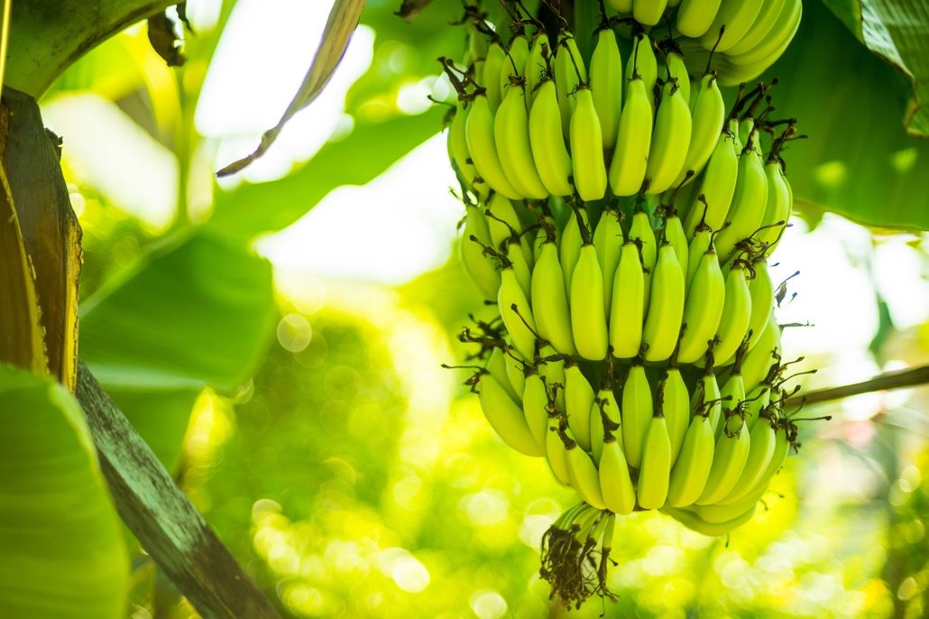 BM_Banana tree_125116883