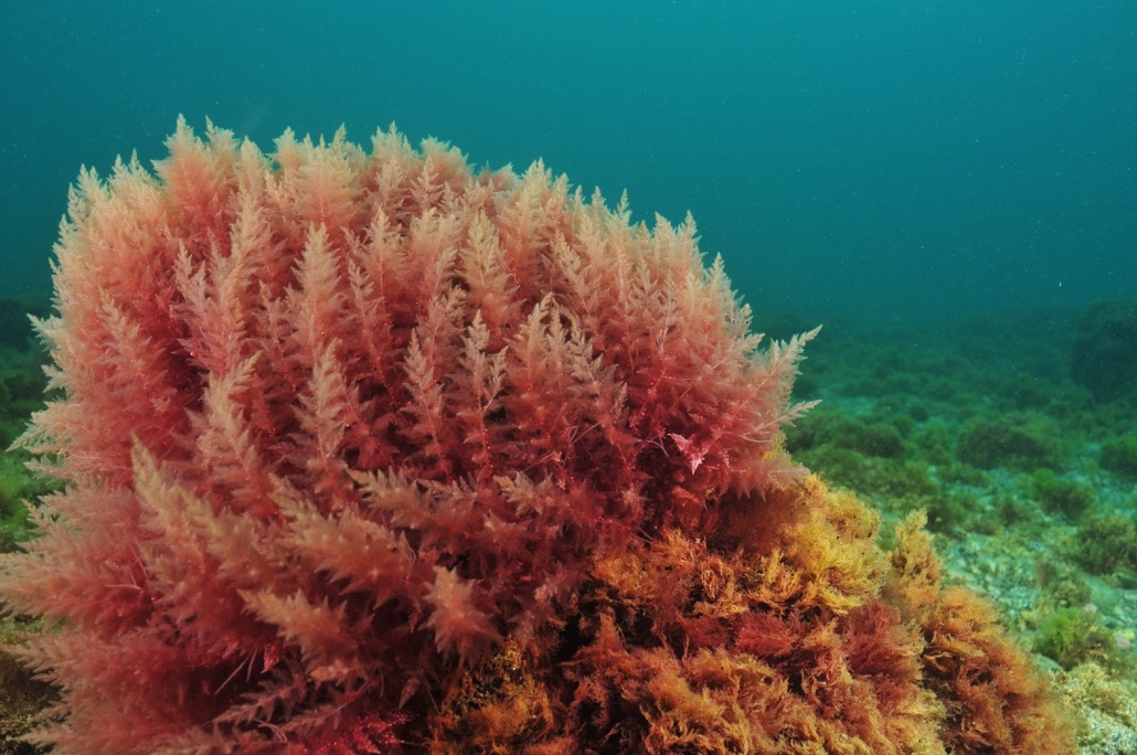 BM_Bush of red algae moving in turbid water_94249294