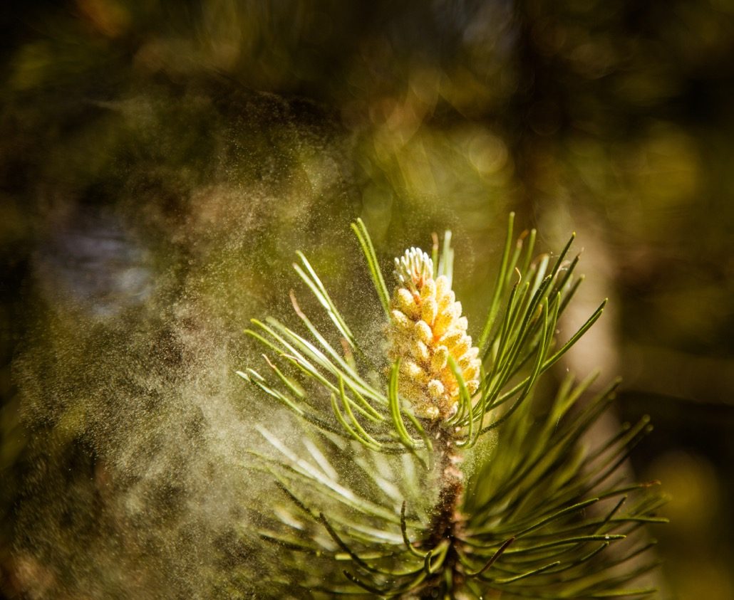 BM_Pollen falling from the new pine blossom_125376018