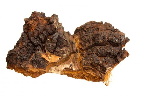 chaga_mushrooms_canadian_pic1.1482213511